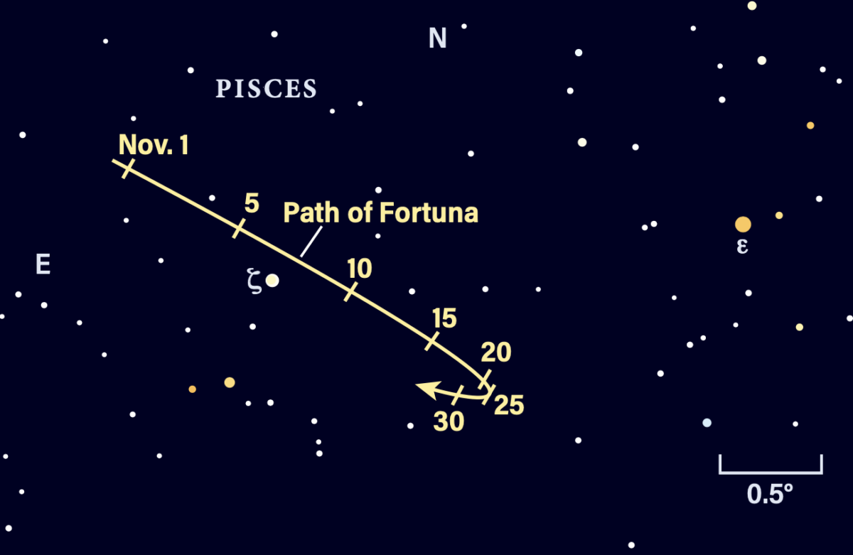 Path of asteroid Fortuna in November 2024